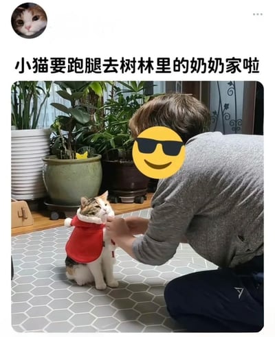 这是一则充满趣味的宠物主题社交分享内容，顶部配有拟人化文案“小猫要跑腿去树林里的奶奶家啦”，下方的实拍图呈现了温馨的日常场景：一位身着灰色上衣的人弯腰俯身，正在给一只端正坐着的三花猫整理身上的红色带毛领小衣服，猫咪表情略显茫然无奈，背景是摆放着多盆绿植的室内环境，整体将给猫穿衣服的日常行为用拟人化的说法包装，营造出可爱治愈的氛围，展现了宠物主人与猫咪之间的温馨互动。