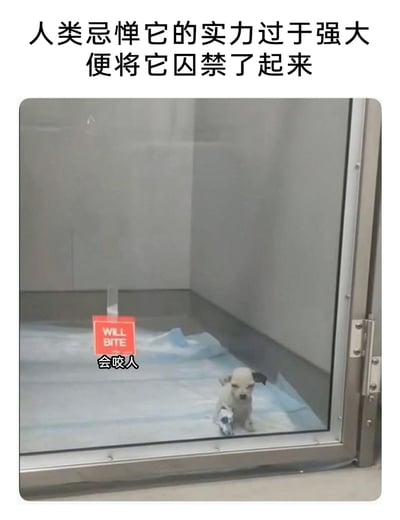 这是一张充满反差感的搞笑静态梗图，图片上方配有中文文字“人类忌惮它的实力过于强大 便将它囚禁了起来”，图中主体是一只体型十分小巧的小狗，被关在类似宠物收容所或医院的玻璃隔间里，隔间的玻璃上还贴着醒目的红色标识，标注着“WILL BITE（会咬人）”。弱小无害的小狗与“实力强大”“会咬人”的描述形成强烈的反差感，通过夸张的调侃方式制造出幽默效果，让人忍俊不禁。