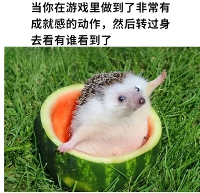 图片上方配有文字“当你在游戏里做到了非常有成就感的动作，然后转过身去看有谁看到了”，下方是一只刺猬坐在挖空的西瓜里，身处绿色草地上，它抬起一只爪子，脑袋转向一侧，眼神中带着好奇和期待，仿佛在游戏中完成高光操作后急切寻找观众的玩家，用可爱的动物形象幽默地类比了游戏玩家的常见心理。