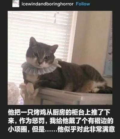 图片中是一只灰白相间的猫，正趴在一个透明塑料容器上，脖子上戴着一个白色的褶边小项圈。背景可见白色的百叶窗。图片下方配有文字说明：'他把一只烤鸡从厨房的柜台上推了下来，作为惩罚，我给他戴了个有褶边的小项圈，但是……他似乎对此非常满意'。图片顶部显示社交媒体用户名'icewindandboringhorror'及'Follow'按钮，整体呈现出宠物犯错后接受'惩罚'却意外满意的搞笑场景。