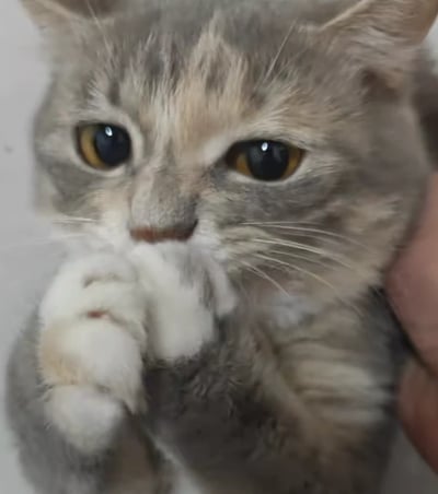 这是一张近距离拍摄的三花猫照片，猫咪的毛色由灰、白、浅橘三色组成，它的眼睛圆溜溜的，眼周看起来湿漉漉的，带着委屈可怜的神情，两只小爪子并拢着放在嘴前，画面右侧有一只手正在抚摸它的头部，整体氛围软萌又让人怜惜，仿佛猫咪正在撒娇或者有点难过，模样十分惹人疼爱。