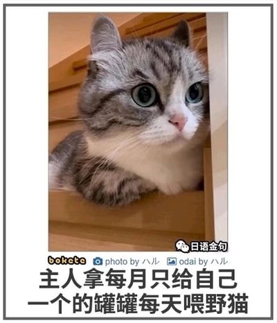 这是一张图文结合的搞笑吐槽类图片，画面主体是一只美短品种的猫咪，它趴在楼梯的缝隙里，只露出上半身，圆睁着大眼睛，眼神里满是委屈和失落。图片下方配有文字“主人拿每月只给自己一个的罐罐每天喂野猫”，以猫咪的视角吐槽主人的行为，让猫咪的委屈表情和文字内容形成强烈呼应，制造出搞笑又心酸的反差感。这类内容容易引发宠物爱好者的共鸣，用萌宠的心酸处境来传递搞笑效果。