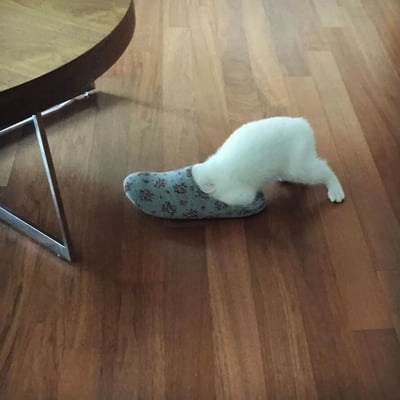 一只纯白色的猫咪正专注地将整个头部埋进一只蓝底碎花图案的拖鞋里，似乎在玩耍或探索。猫咪的身体大部分露在拖鞋外面，一只前爪搭在拖鞋边缘，另一只爪子支撑在木质地板上。背景中可以看到一张带有金属支架的木质圆桌的一角，整个场景发生在铺有浅色木地板的室内环境中，营造出温馨有趣的居家氛围。