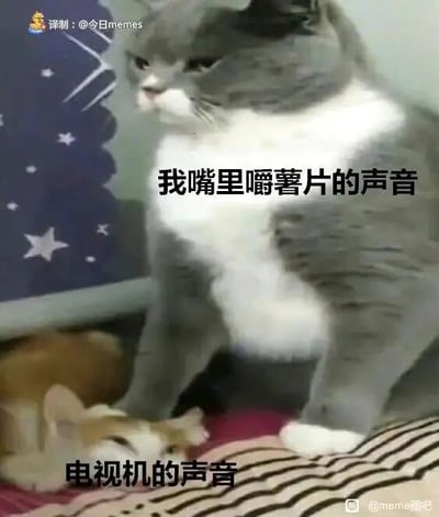 这是一张文字加注的宠物梗图，画面中有两只猫咪：上方的灰白猫咪表情严肃，坐姿端正，身上配文“我嘴里嚼薯片的声音”；下方的橘白猫咪躺着，身体摊开，神态看起来很微弱，配文“电视机的声音”。这张图用拟人化的方式，生动还原了人们在吃薯片时的听觉体验——自己咀嚼薯片的声音在感知里格外响亮，而电视机的声音却显得十分微弱，通过两只猫咪的状态反差放大了这种日常的听觉反差感，十分搞笑且贴近生活。