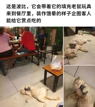 图片为图文混排的多图拼接内容，上方文字介绍主角“波比”是一只会带着填充老鼠玩具到餐厅装晕讨食的猫咪。下方左侧主图展示餐厅户外就餐区，几位食客围坐餐桌旁，地面上一只浅色猫咪（波比）四仰八叉躺着，爪子抱着灰色填充老鼠玩具，闭眼作虚弱状；右侧上下两张特写图分别呈现波比不同角度的“晕睡”姿态，表情夸张，生动展现其“戏精”讨食策略，整体场景幽默有趣。