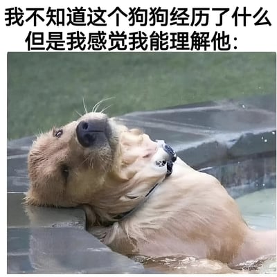 图片上方有文字'我不知道这个狗狗经历了什么但是我感觉我能理解他:'，下方是一只金毛寻回犬疲惫地趴在水池边缘，表情看起来十分忧郁和疲惫。这张图通过狗狗的表情和文字结合，表达了一种人们能够共鸣的疲惫感和生活压力。