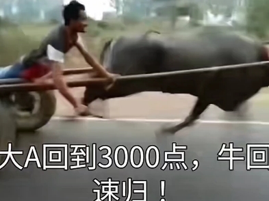 动态图像中，一名男子正被一头奋力奔跑的牛向前拖拽，背景为模糊的道路场景。画面底部叠加醒目文字“大A回到3000点，牛回速归！”，通过牛的“奔跑”姿态与“牛回”（牛市回归）形成双关，生动表达了2024年中国股市投资者对牛市重返的迫切期待。