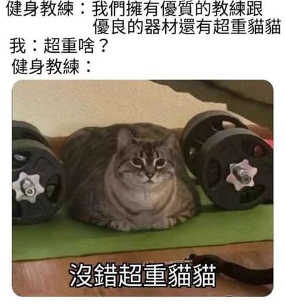 这是一张搞笑的图文结合梗图，上方是健身教练与“我”的对话文本：健身教练介绍健身房拥有优质教练、优良器材还有“超重猫猫”，“我”疑惑询问“超重啥？”；下方配图是一只体型圆胖的真实猫咪，趴在绿色瑜伽垫上，身体左右两侧各放置着一个哑铃，猫咪表情平静略带疑惑。这张图的核心笑点是运用了双关梗：“超重”原本在健身语境中指代大重量的训练器材，结果教练口中的“超重猫猫”指的是这只体重超标的胖猫，通过词义的反差和双关制造出幽默搞笑的效果，用可爱的胖猫和健身场景结合，增添了反差萌的趣味。