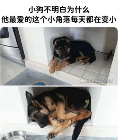 这是一张上下拼接的对比图，上图是一只年幼的德国牧羊犬，正舒服地趴在厨房的墙角小角落里，眼神懵懂好奇；下图是长大后的同一只德牧，挤在同一个角落里，整个身体把角落填得满满当当，只能蜷着身子勉强待着，眼神带着无奈却又放松。图上方配文“小狗不明白为什么他最爱的这个小角落每天都在变小”，用拟人化的视角，将小狗长大导致空间不足的现实，转化为小狗以为角落在缩小的可爱误会，画面充满治愈感与趣味性，让人忍俊不禁。