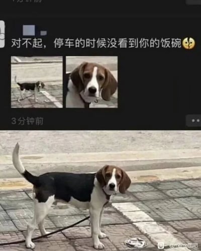 这是一张上下结构的图文混排类静态图，上方是一段社交媒体动态截图，发布者发布了“对不起，停车的时候没看到你的饭碗”的文字内容，并搭配一个难过的表情，同时附上两张比格犬的图片；下方是对应的实景照片，一只被牵引绳拴住的比格犬站在铺有地砖的路面上，它的脚边有一个被车辆压扁的狗碗，小狗平静地直视镜头。这张图利用场景本身的巧合制造幽默效果，发布者以拟人化的口吻向小狗道歉，真实的场景搭配拟人文案，让画面充满趣味，让人忍俊不禁。