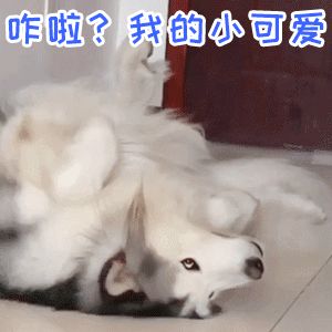 哈士奇躺地萌态：咋啦？我的小可爱