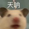 这是一张经过P图改编的网络表情包，主体是一只眼睛圆睁、神态震惊的宠物仓鼠，画面上方添加了醒目的文字“天呐”，精准传递出惊讶、不敢置信的情绪，适合在遇到意外消息、离谱事件时，用来抒发内心的震惊感受，风格搞笑接地气。