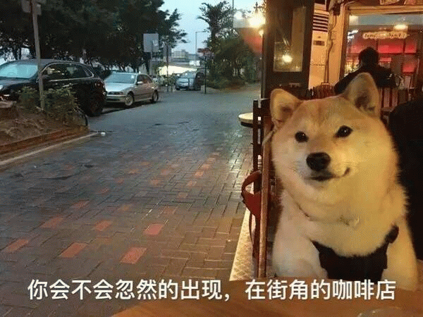 街角咖啡店的柴犬：你会不会忽然的出现