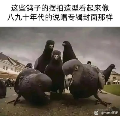这是一张AI生成的静态图文混排meme图，画面主体是一群鸽子，它们被赋予了类似人类说唱团体的站位姿势：前方的鸽子前倾身体，头部低垂，后方的鸽子站立着，神态严肃，整体构图极具气场，完美复刻了八九十年代说唱专辑封面中团体成员的经典造型。图片上方配有文字注释“这些鸽子的摆拍造型看起来像八九十年代的说唱专辑封面那样”，直接点出了画面的核心笑点——将普通鸽子的姿态与复古说唱文化结合，用反差感制造幽默效果。背景是户外的欧式建筑场地，还有模糊的人群，进一步烘托出类似专辑封面的场景氛围。