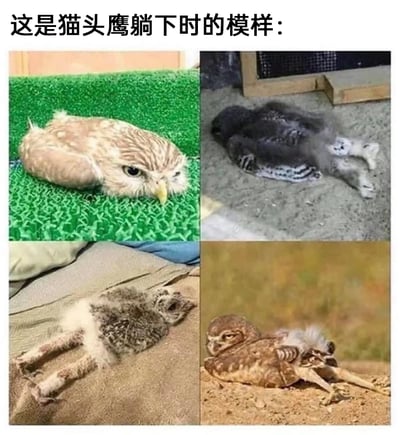 这是一张由四张实拍图片拼接而成的趣味动物图，图片顶部配有文字“这是猫头鹰躺下时的模样：”。四格图片分别展示了不同品种、不同生长阶段的猫头鹰在不同环境中的躺卧状态：左上角的浅棕色猫头鹰趴在绿色仿真草坪上，仅露出上半身，眼神显得严肃；右上角的深色幼态猫头鹰躺在沙地上，双腿伸展，毛发蓬松；左下角的斑纹猫头鹰幼崽趴在布面垫子上，细长的双腿直直伸在身体前方；右下角的沙色猫头鹰躺在土黄色沙地上，身体蜷缩，双腿向一侧伸展。这些猫头鹰躺卧的姿态打破了人们对它们总是直立、威严的固有印象，显得滑稽又可爱，展现了猫头鹰少见的一面。