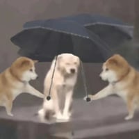 浅色狗狗