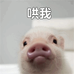 可爱小猪求哄表情包