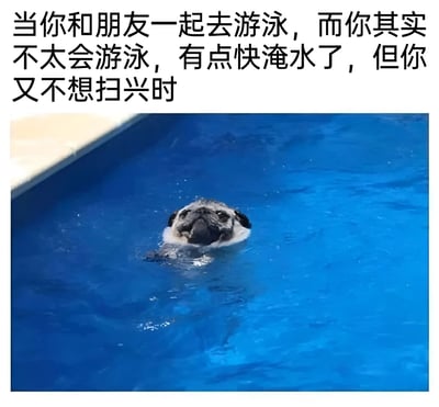 图片上方有一行文字：'当你和朋友一起去游泳，而你其实不太会游泳，有点快淹水了，但你又不想扫兴时'。下方是一张哈巴狗在泳池中游泳的照片，狗的头部露出水面，表情看起来有些紧张和挣扎，完美诠释了文字描述的尴尬处境。这张图通过动物的可爱形象和幽默的文字结合，生动地表现了人们在社交场合中不想扫大家兴而勉强自己的心情。