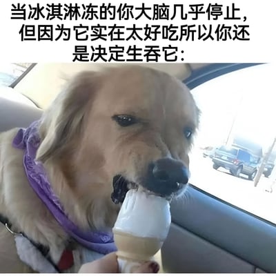 一张搞笑宠物图片，展示了一只戴着紫色围巾的金毛犬在车内吃冰淇淋的场景。图片上方配有文字：'当冰淇淋冻的你大脑几乎停止，但因为它实在太好吃所以你还是决定生吞它：'，幽默地描绘了人们明知冰淇淋很冰但还是忍不住想吃的矛盾心理，通过狗狗专注吃冰淇淋的可爱模样来表现这种心情。