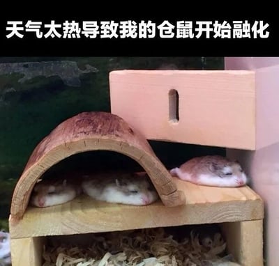 图片展示了三只仓鼠在木制饲养笼中的场景。两只仓鼠蜷缩在弧形的木制 shelters 下，身体呈现出扁平放松的状态，第三只则平躺于旁边的木制平台上，靠近一个带小孔的小木屋。仓鼠们都处于熟睡状态，四肢舒展，配合顶部文字“天气太热导致我的仓鼠开始融化”，形成一种拟人化的幽默效果，仿佛高温让仓鼠“融化”成了扁平状。画面整体温馨可爱，通过动物的自然睡姿制造出轻松搞笑的氛围。