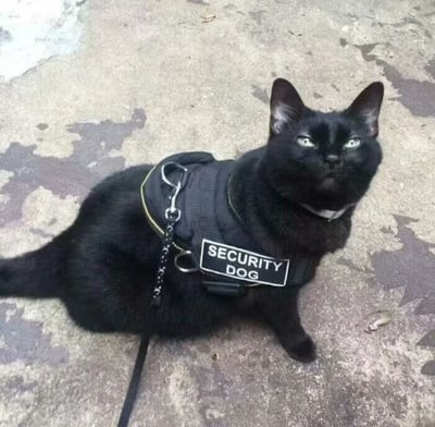 一只纯黑色的猫咪端坐在斑驳的水泥地面上，全身毛发乌黑发亮。它穿着一件黑色的宠物背心，背心正面有一个白色标签，清晰印着“SECURITY DOG”（保安狗）字样。猫咪眼神明亮，耳朵竖立，表情严肃地抬头望向斜上方，仿佛在认真执行“安保任务”。画面的幽默之处在于猫咪的身份与背心上的文字形成强烈反差——明明是猫却被贴上“保安狗”的标签，这种错位感营造出滑稽又可爱的效果。
