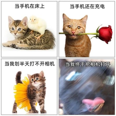 这是一张四格连环梗图，用四张不同的猫咪趣味图片搭配文字，精准还原了人们想记录美好可爱画面时的崩溃日常：第一格“当手机在床上”，呈现出虎斑猫背上站着小鸡的温馨可爱场景；第二格“当手机还在充电”，是橘猫叼着红玫瑰的有趣画面；第三格“当我划半天打不开相机”，用身后带着向日葵装饰的小猫，表现出用户着急却打不开相机的焦急心态；第四格“当我终于把相机打开”，则是一张模糊晃动的猫脸，表现出错过美好画面、只能拍到模糊场景的无奈，戳中了很多人被手机卡顿拖后腿、错过记录美好瞬间的经历。