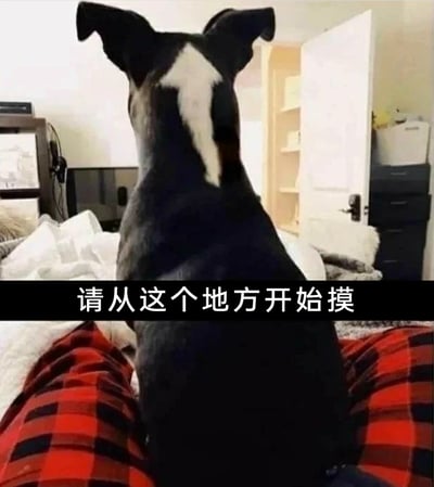 这是一张趣味萌宠表情包，画面中一只黑毛白纹的狗狗背对着镜头，安静地坐在铺有格子毯子的床上。它背部的白色天然花纹恰好形成了一个向下的箭头形状，图片底部配有黑底白字的文字“请从这个地方开始摸”，以拟人的方式表达狗狗想要被抚摸的诉求，将宠物的可爱与搞笑的创意结合，十分治愈，适合用来表达想要被安抚、触摸的心情。
