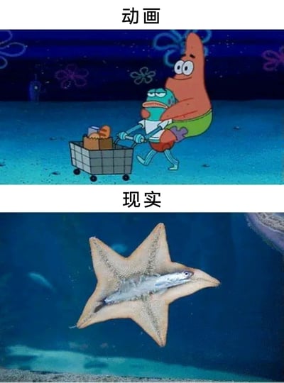 这是一张上下分栏的趣味对比图，上栏标注“动画”，内容是经典美国动画《海绵宝宝》的截图：粉色海星派大星懵懂地坐在购物车的推手位置，被一个面露无奈的鱼形路人角色推着，购物车里还有装着物品的袋子；下栏标注“现实”，是一张真实海洋生物的实拍图：一只海星的腹部包裹着一条鱼，呈现出海星捕食的真实状态。整图通过动画中海星被“搬运”的搞笑场景，和现实中海星作为捕食者的真实行为形成强烈反差，充满趣味性，同时也科普了海星的真实习性。