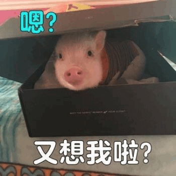 盒子里的小猪疑问表情包