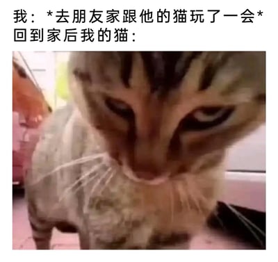 这是一张搞笑的宠物梗图，上方文字描述了主人去朋友家撸了别家猫的情景，下方是主人回到家后自家猫的反应：一只狸花猫凑近镜头，眼神凶狠，表情充满不满和愤怒，生动地拟人化了猫咪发现主人接触其他猫后吃醋、生气的情绪，精准戳中养猫人对猫咪占有欲的共鸣，用真实的宠物神态搭配情景文字，营造出幽默的效果。
