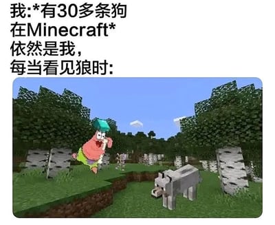 这是一张玩家自制的趣味梗图，采用图文混排的形式。上方文字分为两部分，第一部分说明“我在《我的世界》里已经有30多条狗”，第二部分表示“当我看到野生狼时”；下方是合成的游戏场景图，将《海绵宝宝》里的派大星放入《我的世界》的白桦林地形中，派大星做出兴奋奔跑、张嘴大叫的夸张动作，正对着前方的野生狼，背景中还能看到《我的世界》的骷髅怪物，生动地调侃了《我的世界》玩家即使已经拥有大量驯服的宠物狗，看到可驯服的野生狼时，依然会产生想要收服的狂热执念，充满玩家社群的趣味感。