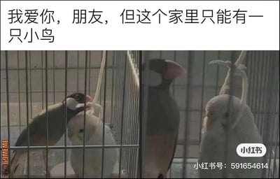 这是一张幽默对比图，上方配有文字“我爱你，朋友，但这个家里只能有一只小鸟”。图片分为左右两部分：左侧显示一只深色小鸟亲昵地依偎在白色小鸟身上，表现出友好关系；右侧则显示深色小鸟转身背对白色小鸟，形成鲜明对比。通过小鸟之间从亲密到疏远的行为变化，配合文字内容，以拟人化的方式幽默展现了“竞争关系”这一主题，暗示了即使是朋友之间也可能存在的微妙竞争心态。