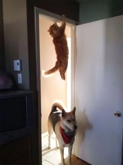 一只橘猫用前爪抓住门框悬挂在空中，身体悬空，后腿向后伸展，尾巴自然下垂。下方门口处站着一只戴着红色围巾的狗，抬头看着悬挂的猫。背景中可以看到房间的部分陈设，包括电视和墙壁开关。整个画面捕捉了一个有趣的瞬间，展现了宠物之间的互动。