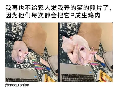 这是一张左右对比的图文混排搞笑图，左侧展示了一只无毛猫趴在带有花纹的沙发上，身前摆放着笔记本电脑、彩色笔等物品，神态平静；右侧则是经过家人P图恶搞后的效果，无毛猫的头部被保留，身体被替换成了生鸡肉的身体，形成了荒诞滑稽的视觉反差。图片上方配有吐槽文字“我再也不给家人发我养的猫的照片了，因为他们每次都会把它P成生鸡肉”，左下角带有@mequishiaa的水印，整体内容记录了用户分享的家庭趣味恶搞经历，利用无毛猫的外形特点制造出搞笑效果，容易引发网友对家庭互动和趣味P图的共鸣。