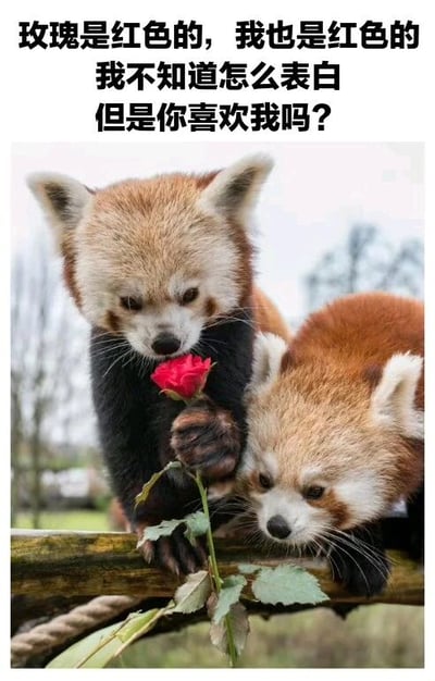 图片上方为黑色文字：“玫瑰是红色的，我也是红色的 我不知道怎么表白 但是你喜欢我吗？”，下方是两只可爱的小熊猫。其中一只小熊猫用爪子捧着一朵鲜红的玫瑰，两只小熊猫都低着头温柔地注视着这朵玫瑰，整体画面营造出一种害羞又纯真的表白氛围，十分治愈可爱。