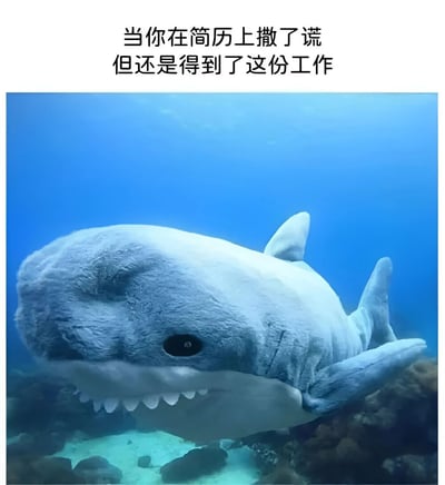 这张梗图上方配有文字"当你在简历上撒了谎但还是得到了这份工作"，下方是一张在蓝色海洋背景中漂浮的巨大毛绒鲨鱼图片。鲨鱼有着柔软的质感和可爱的大眼睛，但同时露出锋利的牙齿，形成一种反差萌。图片通过将求职者比喻为这条看似无害却暗藏锋芒的鲨鱼，幽默地表达了简历造假后获得工作的侥幸与心虚心理。