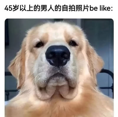 图片上方配有文字“45岁以上的男人的自拍照片be like:”，下方是一张金毛犬的面部特写。狗狗毛色呈浅金黄色，鼻子黝黑突出，眼睛微眯，表情平静中略带一丝严肃，嘴巴周围的毛发自然下垂，整体给人一种朴实无华、不加修饰的感觉。图片通过将中年男性自拍的常见风格与金毛犬的憨厚形象进行幽默类比，调侃了部分中年男性自拍时可能存在的直白、不讲究角度和滤镜的特点。
