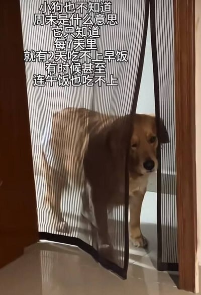 图片中一只棕色小狗从黑白条纹窗帘后探出头，眼神略带委屈地望向镜头。图片左侧配有文字：'小狗也不知道周末是什么意思 它只知道 每7天里 就有2天吃不上早饭 有时候甚至连午饭也吃不上'。通过拟人化的手法，幽默地描绘了宠物狗视角下主人周末赖床导致喂食不规律的场景，展现了宠物与主人生活中的趣味互动，充满温馨与调侃意味。