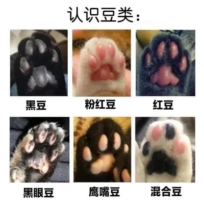图片为九宫格形式的多图拼接，上方标题为“认识豆类：”，下方分两行排列六张不同猫咪爪垫的照片，每张照片下方对应标注一种豆类名称。从左到右、从上到下分别为：黑色爪垫标注“黑豆”，粉色爪垫标注“粉红豆”，深红色爪垫标注“红豆”，带有深色外圈浅色中心爪垫标注“黑眼豆”，形状类似鹰嘴的爪垫标注“鹰嘴豆”，黑白相间爪垫标注“混合豆”。通过猫咪爪垫的颜色和形状特征，幽默地对应不同豆类名称，整体风格可爱轻松。