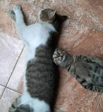 一只灰白相间的大猫和一只虎斑小猫并排躺在带有花纹的瓷砖地板上。大猫伸展着身体侧卧，小猫则抬头望向大猫，画面呈现出温馨和谐的氛围。