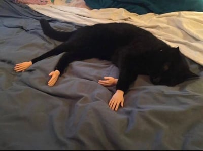 一只黑猫四仰八叉地躺在铺着灰色和米白色凌乱被子的床上，最搞笑的是它的四肢被P上了人类的小手，粉嫩的手掌和手指与黑猫的黑色毛发形成强烈反差，看起来既荒诞又可爱，仿佛一只“成精”的猫咪在模仿人类的睡姿。