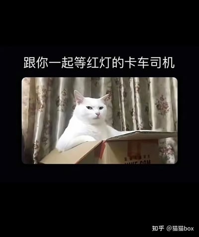 这是一张搞笑趣味梗图，上方配文“跟你一起等红灯的卡车司机”，下方是一只表情严肃、眼神冷漠的白色猫咪，它趴在一个打开的纸箱边缘，姿态仿佛正坐在卡车驾驶座上，完美还原了等红灯时，隔壁卡车司机面无表情看向你的那种既视感，用猫咪的神态和场景的错位制造出幽默效果。