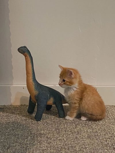 图片中，一只毛茸茸的小橘猫正坐在米色地毯上，专注地凝视着身旁的恐龙玩偶。小猫通体橘黄，胸口和爪子带有白色毛发，眼神中充满好奇。恐龙玩偶则是蓝绿色身体搭配橙黄色长脖子，造型憨态可掬。背景是一面朴素的浅色墙壁，整体画面温馨治愈，展现了宠物与玩具间的可爱互动。