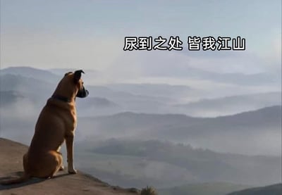 这是一张充满趣味的网络梗图，画面主体是一只棕色家犬，它端正地坐在山崖边缘，背对着镜头眺望远方被云雾笼罩的层叠群山，姿态仿佛在俯瞰自己的领地，场景显得十分宏大。图片上方配有醒目的文字“尿到之处 皆我江山”，结合狗狗通过尿液标记领地的天生习性，将这种日常行为拟人化地调侃成“坐拥江山”，用宏大的自然场景和接地气的搞笑文案形成强烈反差，制造出荒诞又幽默的效果，既生动调侃了狗狗的行为，也可引申用来调侃人类中那些盲目划定“领地”、自大的行为，适合在网络上用于娱乐互动。