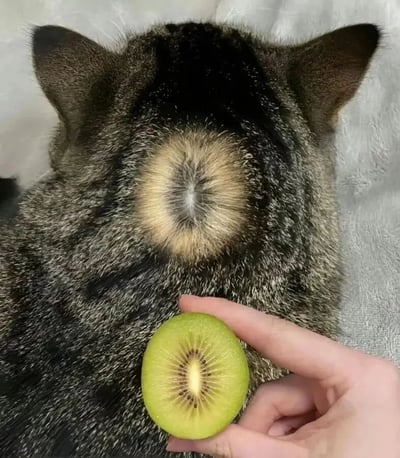 一只猫趴在浅色的表面上，从背后拍摄的特写镜头。猫咪背部中央有一个圆形的毛色图案，呈现出深浅不一的棕色和黑色，形状酷似猕猴桃的横切面。一只人手正拿着一片真实的猕猴桃切片，将其放在猫咪背部图案的正下方，形成有趣的视觉对比和呼应。整个画面利用了猫咪自然毛色形成的巧合图案，创造出幽默可爱的视觉效果。