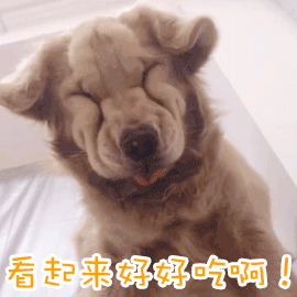 狗狗一脸想吃的表情动图