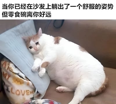 图片上方配有文字“当你已经在沙发上躺出了一个舒服的姿势但零食碗离你好远”，下方是一只白色和棕色相间的猫，正舒适地躺卧在沙发上，头枕着浅蓝色的枕头，身体舒展，眼神看向镜头，带着一丝无奈的表情，生动展现了人们陷入舒适状态后不愿动弹却又渴望零食的矛盾心理。