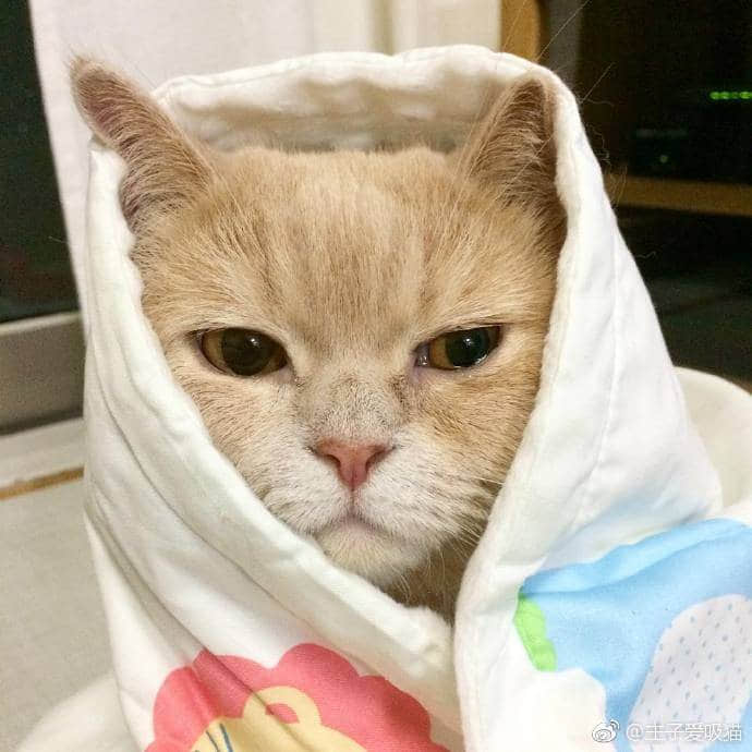 裹着毯子的不爽猫咪