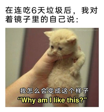 这是一张用于生活吐槽的猫咪表情包，图片上方配有中文文字“在连吃6天垃圾后，我对着镜子里的自己说：”，主体部分是一只浅色小奶猫被人手捏住脖颈提起，小猫眼神黯淡、耷拉着眼皮，神情委屈又低落，看起来十分可怜；图片下方配有中文文字“我怎么会变成这个样子”，同时还有对应的英文文字“Why am I like this?”。该表情包通过小猫的可怜神态，生动地共情了人们在连续多日食用不健康的垃圾食品后，发现自身状态变差时的懊悔、自我嫌弃的情绪，精准贴合当代年轻人偶尔放纵饮食后的自我调侃心态，容易引发共鸣。