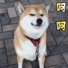 柴犬呵呵辣鸡表情包